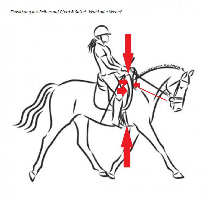 Auswirkungen des Reiters auf Pferd & Sattel